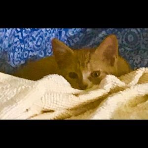 MEET THE POSHER  Hardlyworn2019